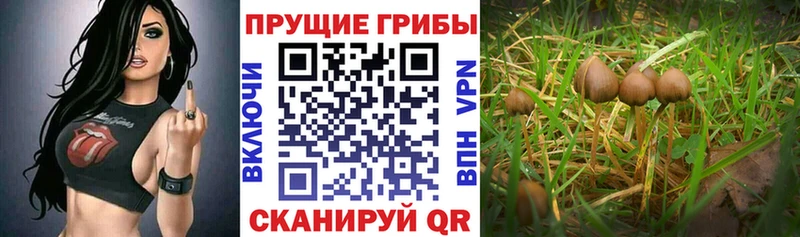 сайты даркнета телеграм  Заволжск  Псилоцибиновые грибы Psilocybine cubensis  мега ссылка 